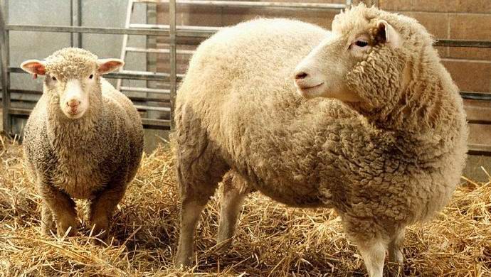 Kinezi će započeti komercijalno kloniranje životinja