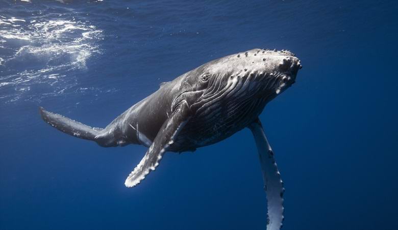 Kitovi i delfini ne mogu piti slanu vodu, ali šta onda piju?