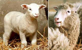 Klonirane životinje