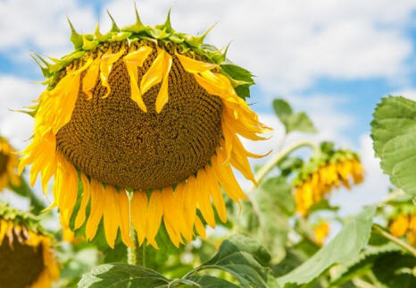 Suncokret. Fotografija s pbf-kolos.com.ua