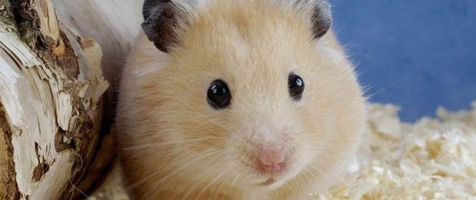 Korejska učiteljica jela je hrčka pred decom