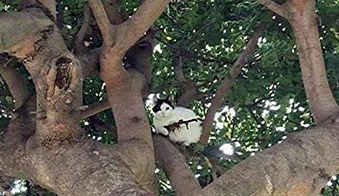 Mačka s puškom uplašila Amerikanku