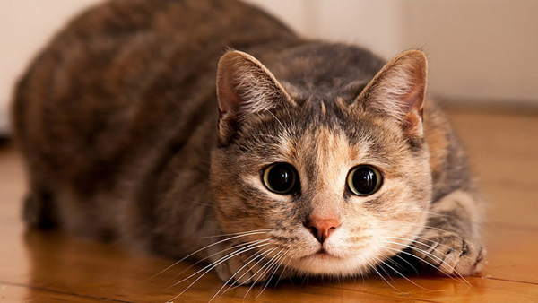 znakovi povezani s mačkama u kući 