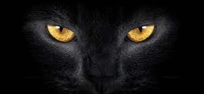 Mačke koje nas i dalje oduševljavaju, plaše i iznenađuju