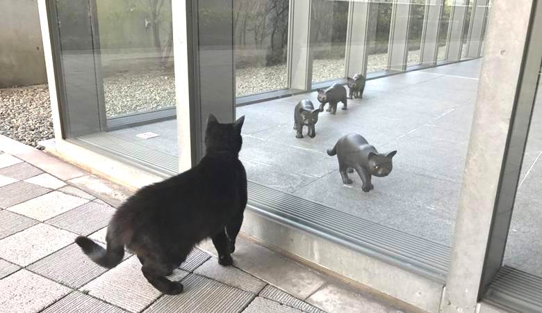Mačke iz nekog razloga pokušavaju ući u japanski muzej