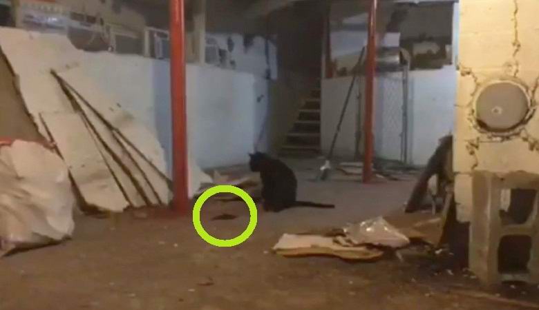 Mačka je napala nerazumljivu pokretnu masu crnaca