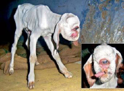 Kiklo dijete se rodio u malom indijskom selu