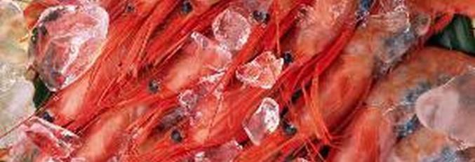 Kozice su otišle na solarne panele