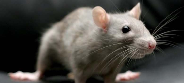 Štakor može uplašiti ne samo osobu, već i mačku