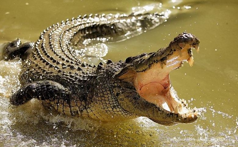 Krokodil je odvukao kocku krokodila