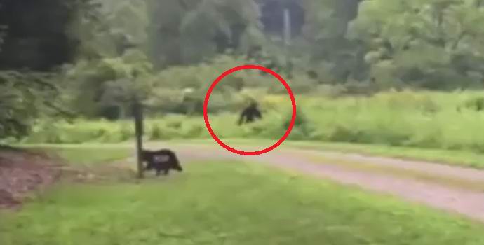 Sitni pas uplašio veliku nogu