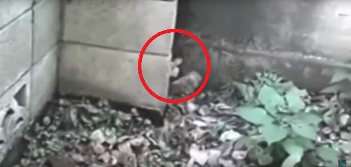 Sitni vilenjak uhvatio je video kameru djece