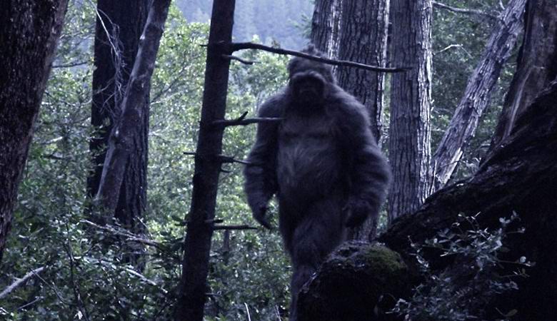 Netko se, možda yeti, približio video zamci u šumi