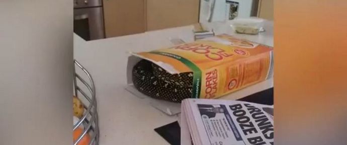 Kupite Python umjesto kornflkes