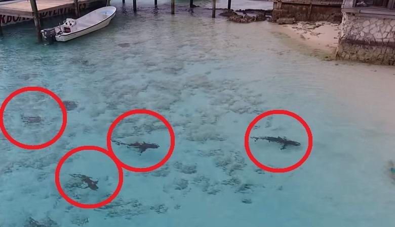 Kvadropter je spasio dečaka od napada morskih pasa