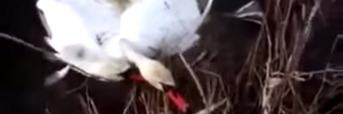 Labudovi se mogu zapetljati u vratovima i ... propadati