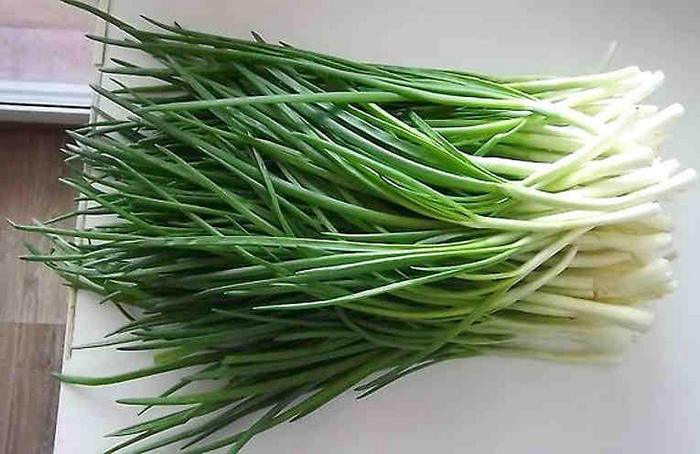 Jednostavan i efikasan način uzgoja zelenog luka u stanu