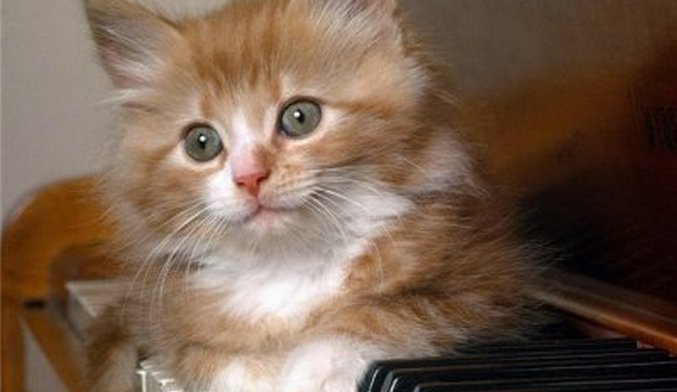 Vole li mačke klasičnu muziku?