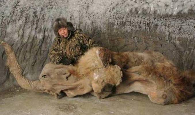 Jesu li mamuti još živi?