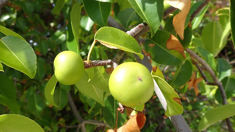 Mancinella stablo - najopasnija biljka na Zemlji