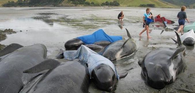 Ponovo se delfinovo samoubistvo ponavlja