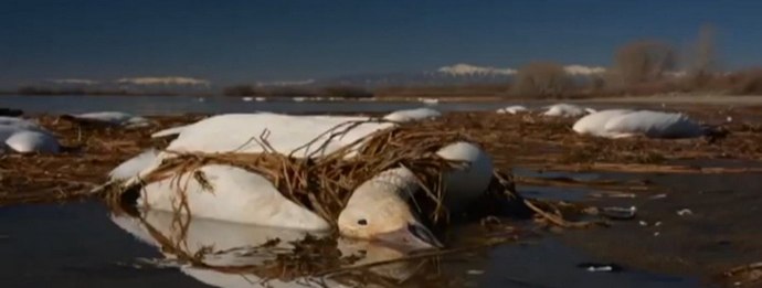 Mrtve guske - na glavama Amerikanaca