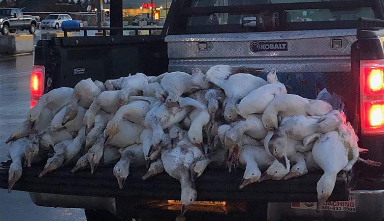 Mrtve guske odjednom su počele padati s neba u Idahu