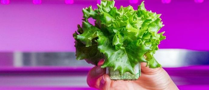 Philips će spasiti svijet od gladi