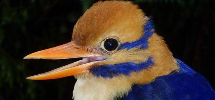 Svjetska naučna zajednica bijesna je na Amerikanca koji je ubio najrjeđu pticu