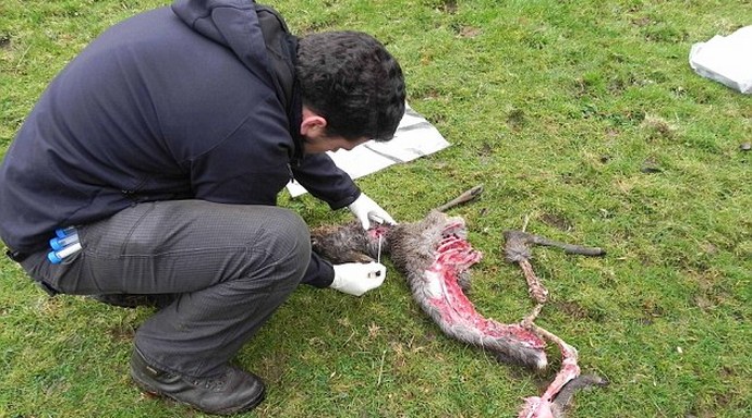 Mistične mačke Engleske