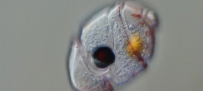 Višećelijsko oko pojavilo se u jednoćelijskom organizmu