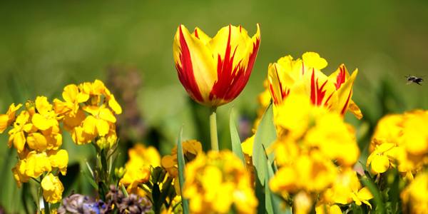 vrste znakova žutog cvijeća 