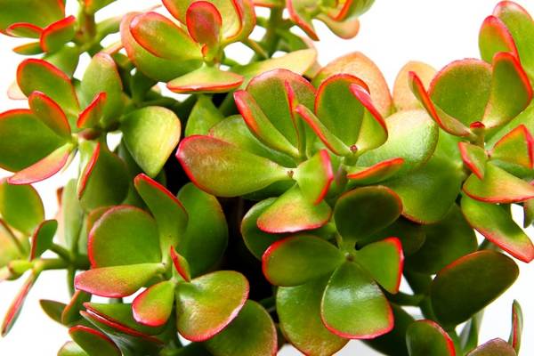 drvo novca možete li držati natpise kod kuće 