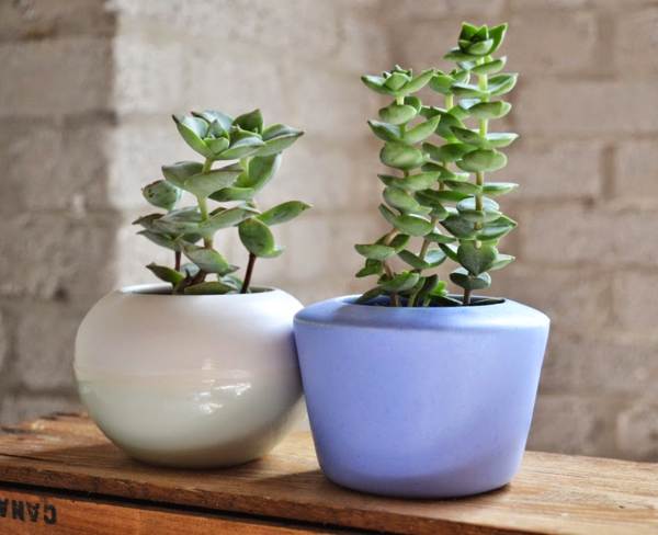 znakovi i praznovjerja na novčanom drvetu 