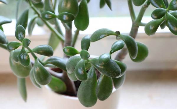 da li je moguće dati stablo novca 