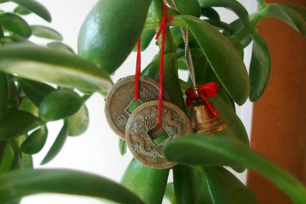 cvijet novac stablo znakovi i praznovjerja 