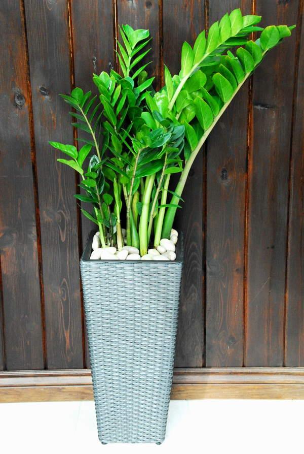 dolarski znakovi i praznovjerja 