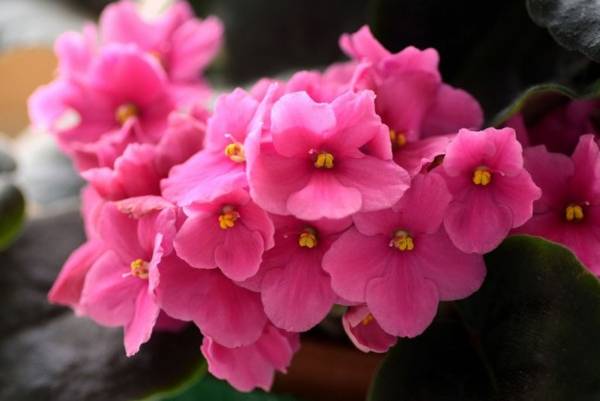 ljubičica u kućnim natpisima  