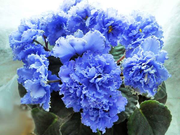 znakovi o ljubičicama 