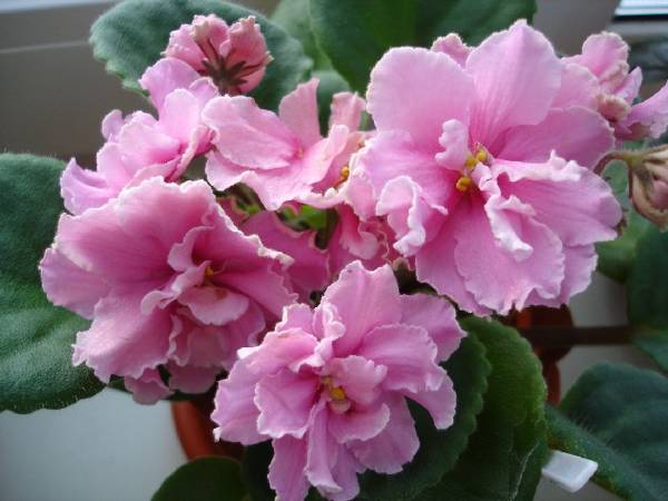 ružičaste ljubičice 