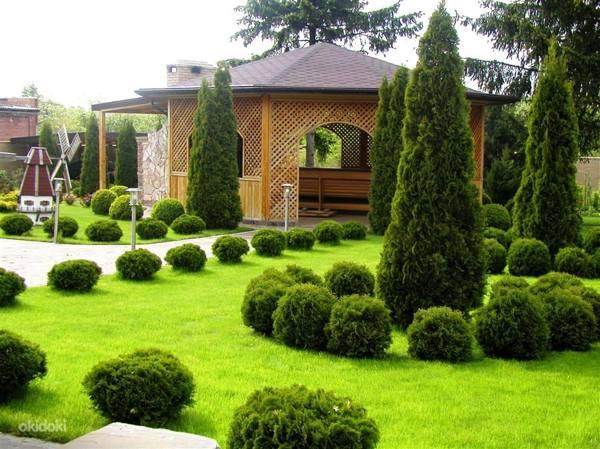 Da li je moguće saditi kod kuće ili na zemljištu thuyu - znakovi i praznovjerja 