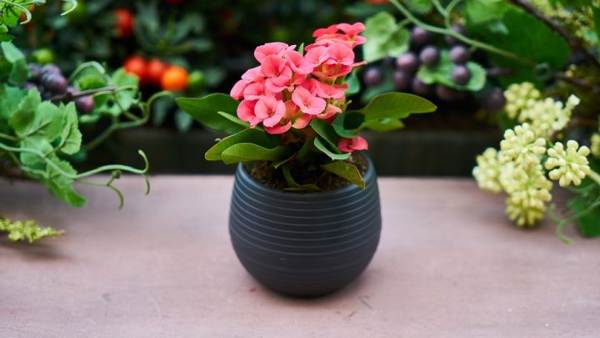 da li je moguće darivati ​​cvijeće u loncima za rođendanske predznake 