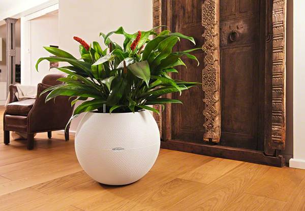 davanje cvijeća u loncu je loš znak 