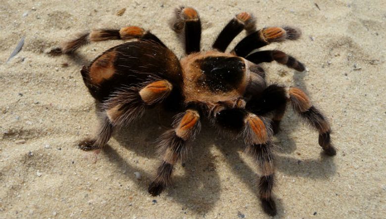Muškarac je kupio kesu osušenih smokava u kojoj se nalazi otrovni pauk.