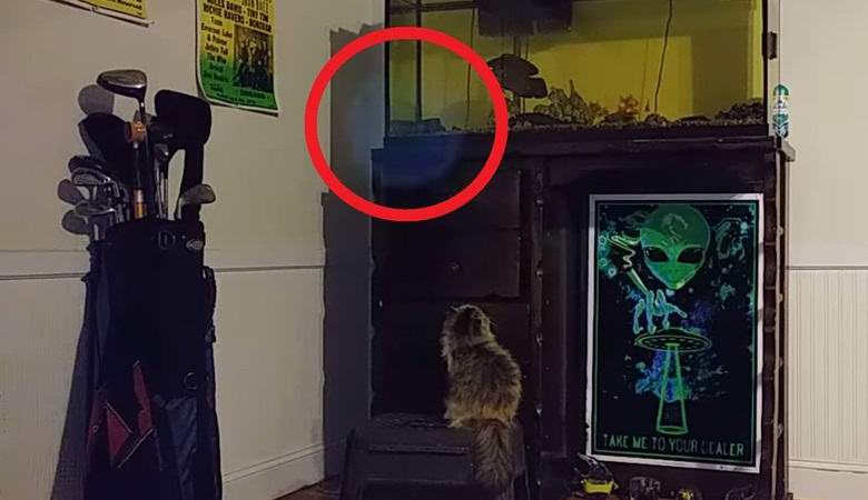 Čovjek uhvatio vanzemaljsku suštinu u objektivu video kamere