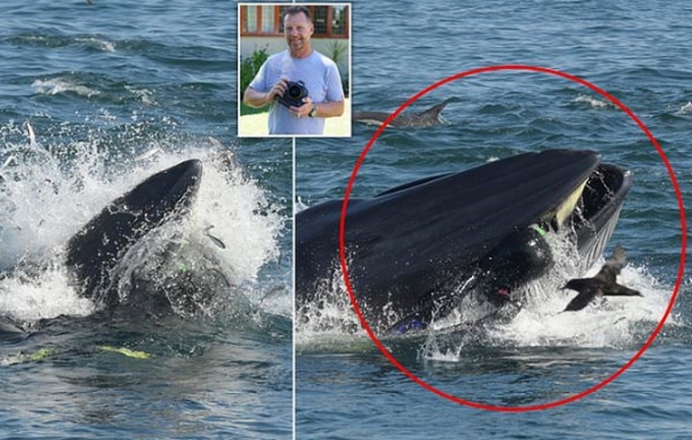 Čovek je pao u usta kita i čudom se izvukao odatle