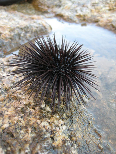 Kojeg je roda ovo slatko stvorenje? (Foto alessandro_eye.)