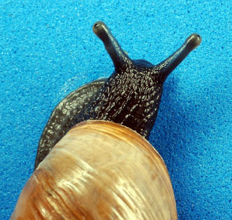 In нимание! Hermafrodita!  (Foto: Charles & amp; Clint.)