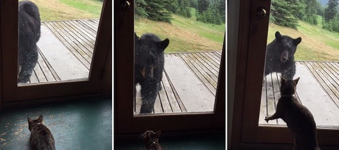 Aljaska ima jedinstvene mačke!