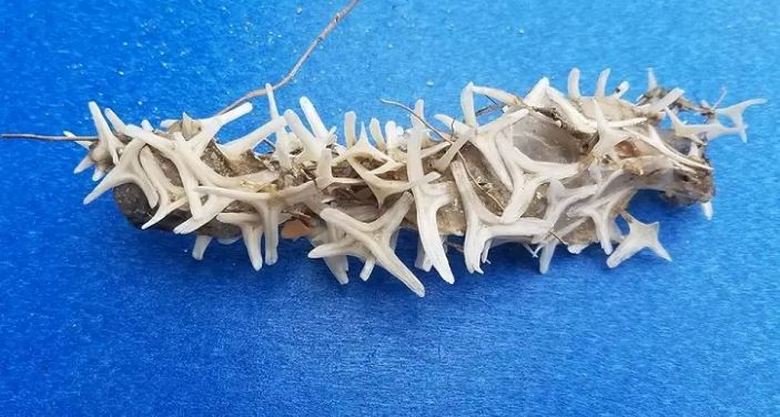 Na obali Sjeverne Karoline ispran je čudan objekt koji je zbunio čak i iskusne stručnjake.